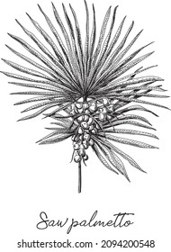 Saw palmetto - Palm tree. Sketchy hand-drawn vector illustration.