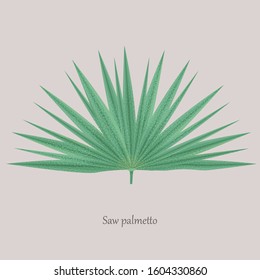 Saw Palmetto, Serenoa repens medicinal tree. Green leaves saw palmetto on a gray background and logo.