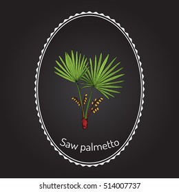 Saw Palmetto (Serenoa Repens), Medicinal Tree. Hand Drawn Botanical Vector Illustration