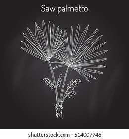 Saw Palmetto (Serenoa Repens), Medicinal Tree. Hand Drawn Botanical Vector Illustration