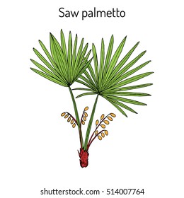 Saw Palmetto (Serenoa Repens), Medicinal Tree. Hand Drawn Botanical Vector Illustration