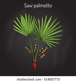 Saw Palmetto (Serenoa Repens), Medicinal Tree. Hand Drawn Botanical Vector Illustration