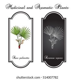 Saw Palmetto (Serenoa repens), medicinal tree. Hand drawn botanical vector illustration