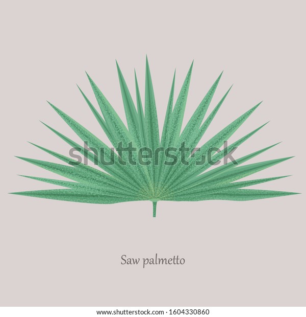 Saw Palmetto, Serenoa\
repens medicinal tree. Green leaves saw palmetto on a gray\
background and logo.