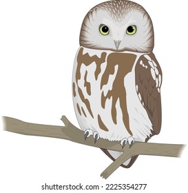 Saw Whet Owl Vector Illustration