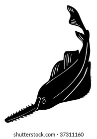 saw-fish
