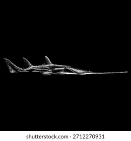 sawfish, showcasing its elongated rostrum and streamlined marine body in a clean, minimal style suitable for scientific, educational, and stock image uses.