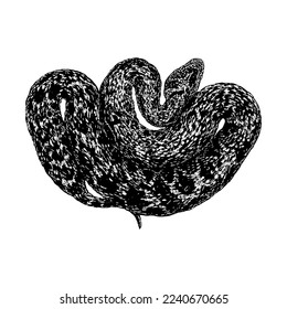Saw-scaled viper hand drawing vector isolated on white background.
