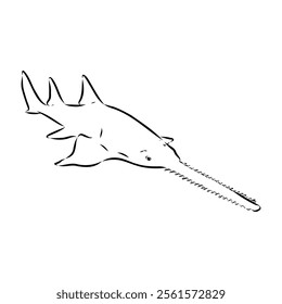 sawshark line vector illustration, sawfish sketch