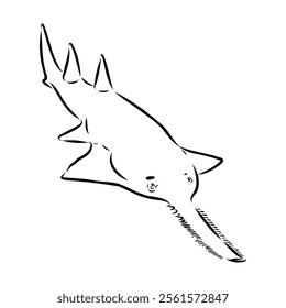 sawshark line vector illustration, sawfish sketch