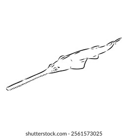 sawshark line vector illustration, sawfish sketch