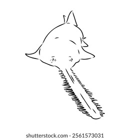 sawshark line vector illustration, sawfish sketch