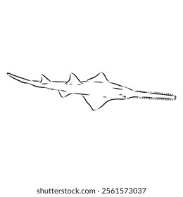 sawshark line vector illustration, sawfish sketch
