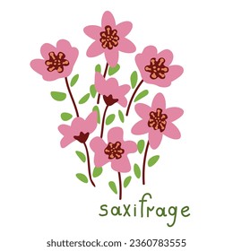 Saxifrage pink flowers vector illustration