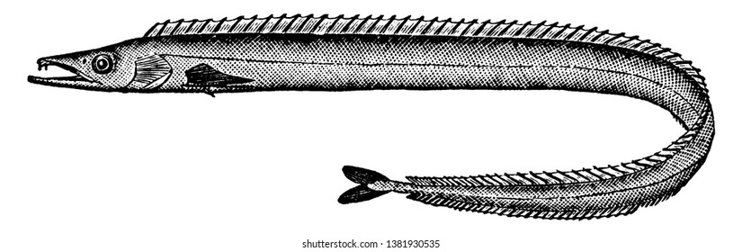 Scabbard Fish is a bathypelagic cutlassfish of the family, vintage line drawing or engraving illustration.