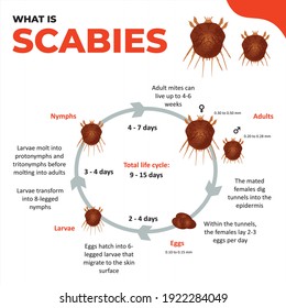 Scabies Diagnosis Illustration On Isolated Background Stock Vector ...