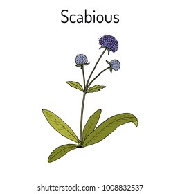 Scabious (Succisa pratensis), or devils-bit, medicinal plant. Hand drawn botanical vector illustration