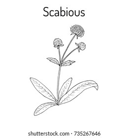 Scabious (Succisa pratensis), or devils-bit, medicinal plant. Hand drawn botanical vector illustration