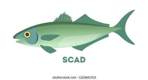 Scad fish. Marine food. Idea of fishing and aquaculture. Flat vector illustration