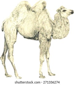Scalable Bactrian Camel, Hand drawn Sepia tint