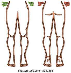 Scalable lower part of human body for education, medical and scientific illustrations with your own measure points or hatchings.