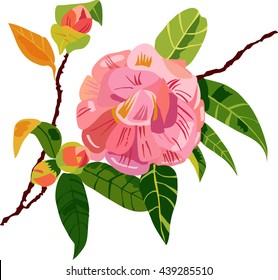 Scalable vector graphic: a vintage style tender pink camellia branch with a blossoming flower, new buds and green leaves, on white background