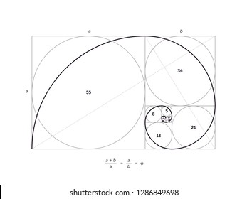 Scalable vector illustration of golden ratio with editable stroke