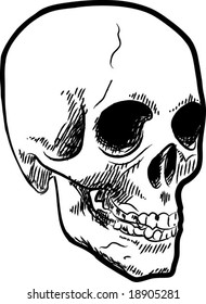 A scalable vector illustration of a human skull