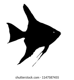 Scalare (Angelfish, Pterophyllum) 