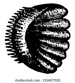 Scale Ctenoid is the structure of scale vintage line drawing or engraving illustration.