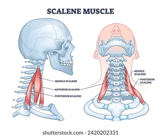 Estructura muscular escalénica con localización médica en el diagrama de contorno del cuello. Esquema educativo de esguince anatómico con partes medias, anteriores y posteriores de la ilustración del vector del sistema muscular.