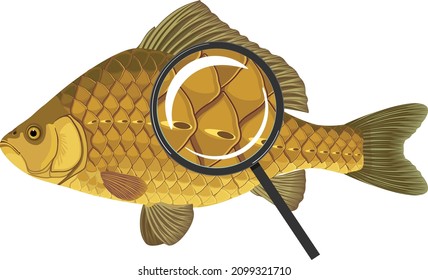 Scales of Crucian carp fish under magnifying glass isolated on white background