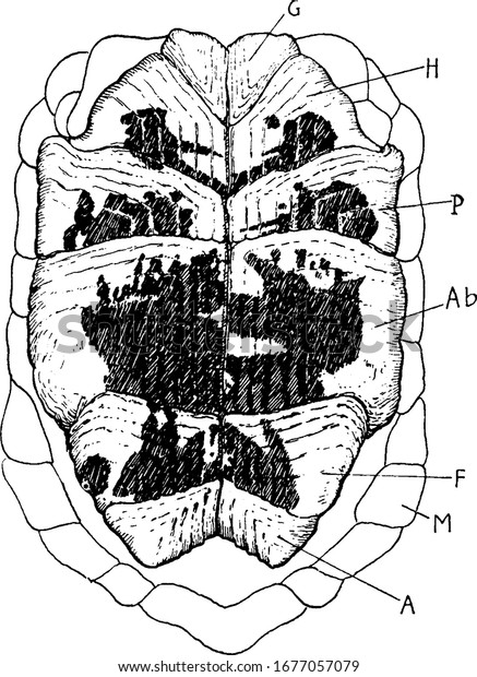 Scales on ventral surface of plastron of\
Greek tortoise, showing, G, Gular; H, humeral; P, pectoral; Ab,\
abdominal; F, femoral; A, anal and M, marginal, vintage line\
drawing or engraving\
illustration.