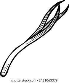 Scallion Black and White Vector Line Art Illustration