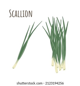 Scallion bunch and separate twigs collection of spicy herbs. Flat style