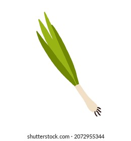 Scallion, grüne Frühlingszwiebeln. Frische Samen, Stiele und Glühbirne. Natürliche würzige Würze. Rohes Gemüse. Bio-Essen, Gewürz. Flache Vektorgrafik einzeln auf weißem Hintergrund