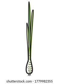 Scallion isolated on white background. Vector illustration of vegetable