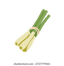 Scallion, spring green onion stems. Sibies bundle tied with string in bunch. Fresh food vegetable, seasoning, natural condiment ingredient. Flat vector illustration isolated on white background