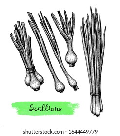 Scallions. Ink sketch isolated on white background. Hand drawn vector illustration. Retro style.