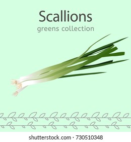 Scallions vector illustration. Beautiful image isolated on a light green background. Greens collection.