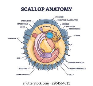 Scallop-Anatomie mit Seeschifffahrtslinie für Muscheln. Bezeichnetes Bildungsprogramm mit Meeresfrüchten oder Unterwasserarten interne biologische Organbeschreibung Vektorgrafik.