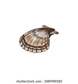 Scallop or clam seafood in colored sketch style, vector illustration isolated on white background. Retro hand drawn shell with engraving. underwater sea and ocean life.