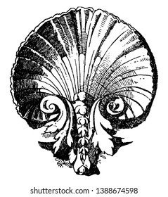 Scallop Design Shell was a Louis XVI style, It was used on the lower end of a panel, vintage line drawing or engraving illustration.