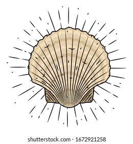 Scallop. Hand drawn vector illustration with Scallop and sunburst. Used for poster, banner, web, t-shirt print, bag print, badges, flyer, logo design and more. 