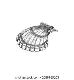 Scallop or lion paw bivalves shell, hand drawn engraved vector illustration isolated on white background. Underwater sea shell monochrome vintage icon.