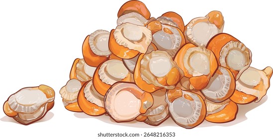 Scallop meat illustration vector material