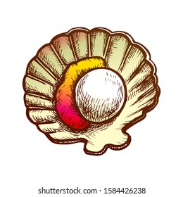Scallop Meat In Shell Seafood Color Vector. Marine Fresh Food Mollusk Scallop. Shellfish For Aperitif Engraving Concept Template Hand Drawn In Vintage Style Illustration