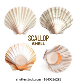 Scallop With Meat In Shell Seafood Set Vector. Collection Of Marine Fresh Food Mollusk Scallop. Exotic Delicious Shellfish. Restaurant Dish And Travel Souvenir Template Realistic 3d Illustrations