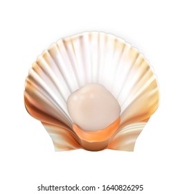 Scallop With Meat In Shell Tasty Seafood Vector. Marine Fresh Food Mollusk Scallop. Asian Delicious Shellfish For Aperitif. Restaurant Dish Concept Template Realistic 3d Illustration