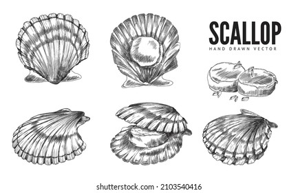 Scallop mollusk in shell hand drawn engraving vector illustrations set isolated on white background. Scallop seafood delicatessen for restaurant menu cards design.